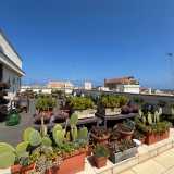 ...fatto di crassule, aloe, alberi di giada, fichi d�india e cactus